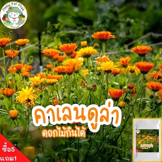 เมล็ดพันธุ์ คาเลนดูล่า ดาวเรืองหม้อ Calendula Seed 50 เมล็ด  เมล็ดพันธุ์แท้ นำเข้าจากต่างประเทศ ปลูกง่าย ไม่กลายพันธุ์