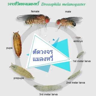 ไล่แมลงวัน(1ลิตร) แมลหวี่ ในถังขยะ ในห้องครัว (ML-1) ตัดวงจรพาหะนำเชื้อโรค ออแกนิคสมุนไพร