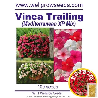 เมล็ดพืช: Vinca Trailing Mediterranean XP (100เมล็ด) เมล็ด Trailinged seeds WVXM