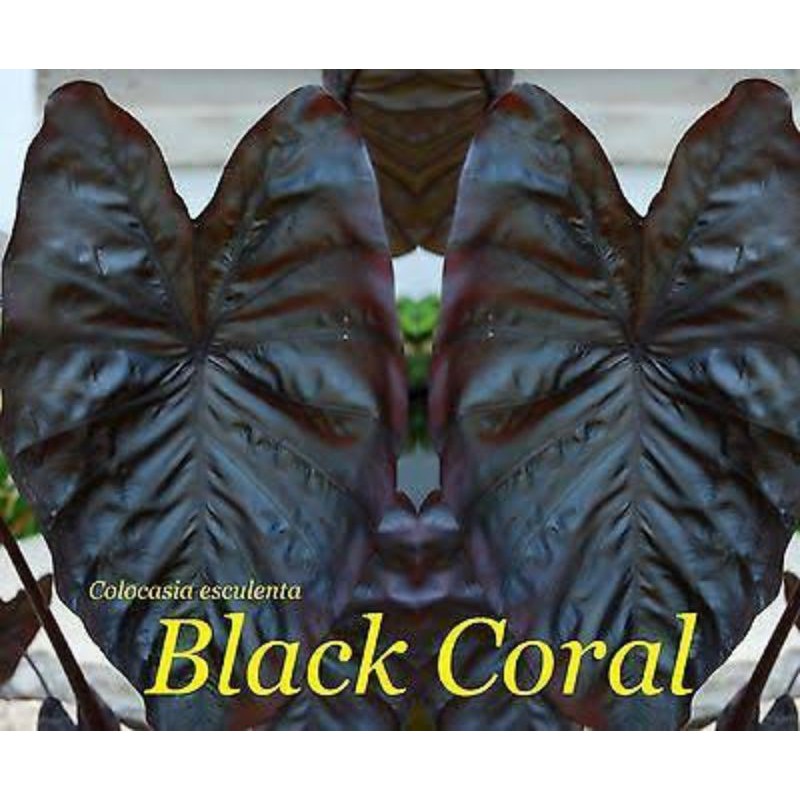 บอนดำ​แบล็ค​คอรัล ⚫ Colocasia​ Black​ Coral​ ⚫ ราชินี​บอนดำ​ 👑✨