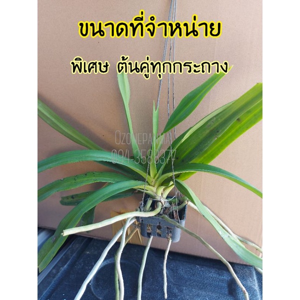 กล้วยไม้เอื้องไอยเรศพันธุ์แท้  กลิ่นหอม​มาก ช่อดอกยาวมาก - รูปที่ 3