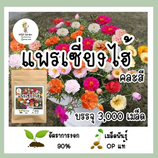 เมล็ดพันธุ์ แพรเซี่ยงไฮ้คละสี 3,000 เมล็ด เมล็ดพันธุ์OPแท้ อัตราการงอกสูง