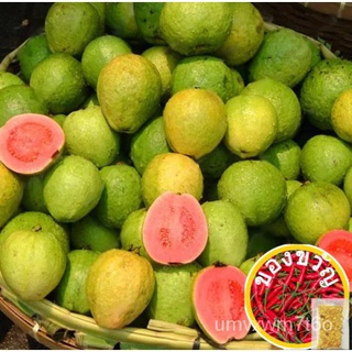 20Pcs Guava Fruit Seeds Rare 2 Color Tasty Sweet Natural Garden Balcony通心菜/鲜花/种子/裙子/帽子/苹果/芹菜/花园/向日葵/木瓜/ PE0J