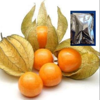 แคปกูสเบอรี่ - Cape gooseberry  วิตตามินซีสูง (เมล็ดพันธุ์)