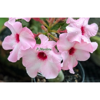 ลัคกี้พิงค์ ต้นชวนชม ดอกชั้นเดียว ไม้รุ่นเก่าเริ่มหายาก  adenium desert rose plant