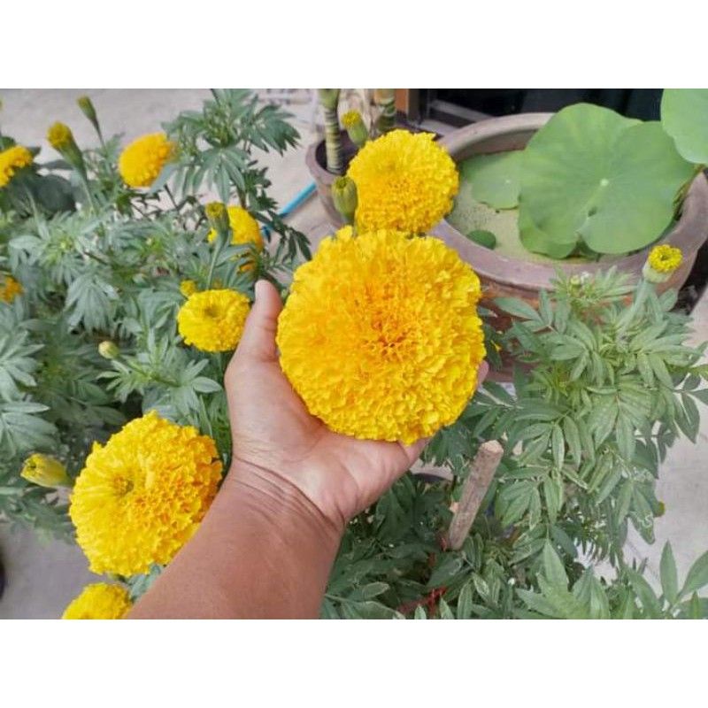 ปุ๋ย AB  (10 ลิตร) สมุนไพรเขียว ไม้ดอก ไม้ประดับ ดอกใหญ่ ใบเขียว สูตรเดียวจบ ราคา ถูกที่สุด ดีลบีเคเค แกลเลอรีภาพที่ 7