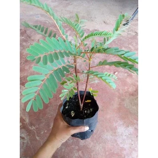 ต้นดอกแคแดง(พร้อมปลูก)สูง 30ซม.