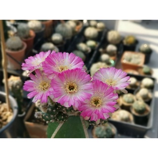 กระบองเพชร cactus แคคตัสหน่อเด็ดสด Echinopsis T500 ขนาด 2.3 - 3.2 ซม. เหมาะสำหรับชำหรือกราฟ