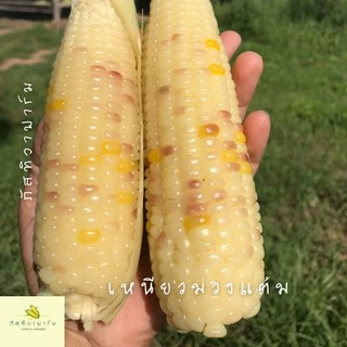 🌽พร้อมส่ง🌽ข้าวโพดข้าวเหนียว เกรดส่งห้าง รสชาติเหนียวหนึบ หวาน อร่อย สินค้า OTOP ไร่ภัสทิวา ตัดสดใหม่ทุกวัน