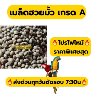 ฮวยมั้วเม็ดใหญ่เกรดสวย รหัส A+อาหารนก แฮมเตอร์ กระรอก(แบ่ง 500g -1kg)