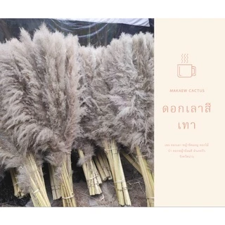 ดอกเลาสีเทา10ก้าน70บาท.15กิ่ง99บาท ขนาดดอก70-90ซม.(ก้าน+ดอก110-120ซม)ฟรีกล่องพัสดุทุกออเดอร์
