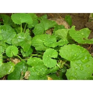 เมล็ดพันธ์ใบบัวบก🍀🍀🍀