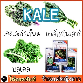 รวมเคล 280 เมล็ด นำเข้าแท้ อเมริกา อังกฤษ ซองซิป เคลใบหยิก คะน้าหยิก เคลเขียว เคลแดง บลู ไดโนเคล สลัดโรล คะน้าเคล ม่วง