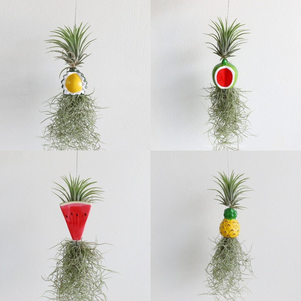 ทิลแลนเซีย เคราฤาษี ใส่ตุ๊กตา (ภาค 1)