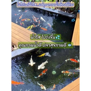Tn Fresh Bac จุลินทรีย์ปรับสภาพน้ำใสไร้กลิ่น สำหรับบ่อปลาตู้ปลา สำหรับปลาคาร์ฟ ปลาทอง และปลาน้ำจืดทุกชนิดปลอดภัย 100%