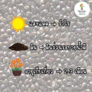 เมล็ดพันธุ์ ฟอร์เก็ตมีน็อตสีฟ้า ( Forget me not Blue ) บรรจุ 100เมล็ด สายพันธุ์แท้นำเข้าจากต่างประเทศ