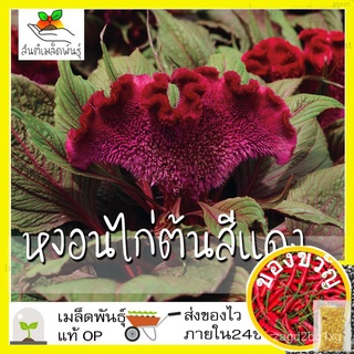 เมล็ดพันธุ์ หงอนไก่ต้น สีแดง 200 เมล็ด Crested Cockscomb seed เมล็ดพันธุ์แท้ นำเข้าจากต่างประเทศ ปลูกง่าย โตไวLycopersic