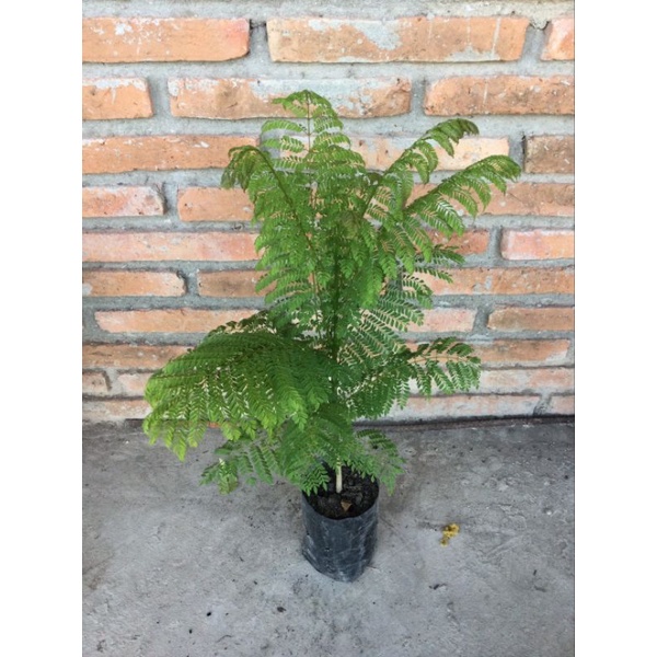 ต้นศรีตรัง ไม้มงคล (40-50cm)