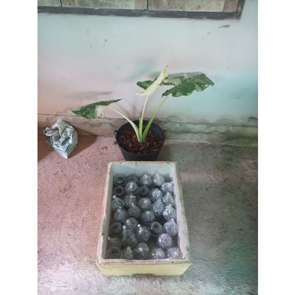 My Image 20