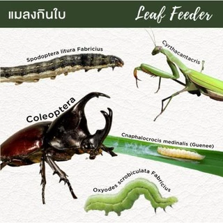 ฟีโนขาบ 6G ฟีโนบูคาร์บ สารกำจัดแมลงแบบดูดซึมสูตรดีที่สุด แบ่งขาย 1kg กำจัดหนอน เพลี้ย ฆ่าแมลง ด้วงมะพร้าว ใช้แทน ฟูราดาน
