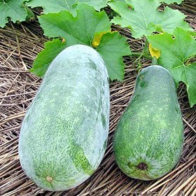 ฟักหม่น ฟักเขียว ฟักหอมหรือฟักป้อมมีทั้งแบบลูกสั้นและลูกยาว ทำอาหาร แกงก็อร่อย สดจากสวนธรรมชาติไม่มีสารพิษ 1ลูกประมาณ3กก - รูปที่ 4