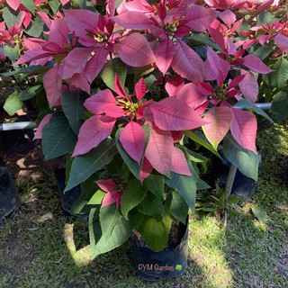 ต้นคริสต์มาส Poinsettia (พอยน์เซตเทีย) สูง60-80เซนติเมตร ใบสีชมพู