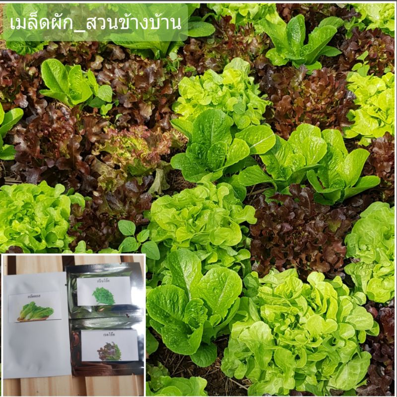 เร ด คอส