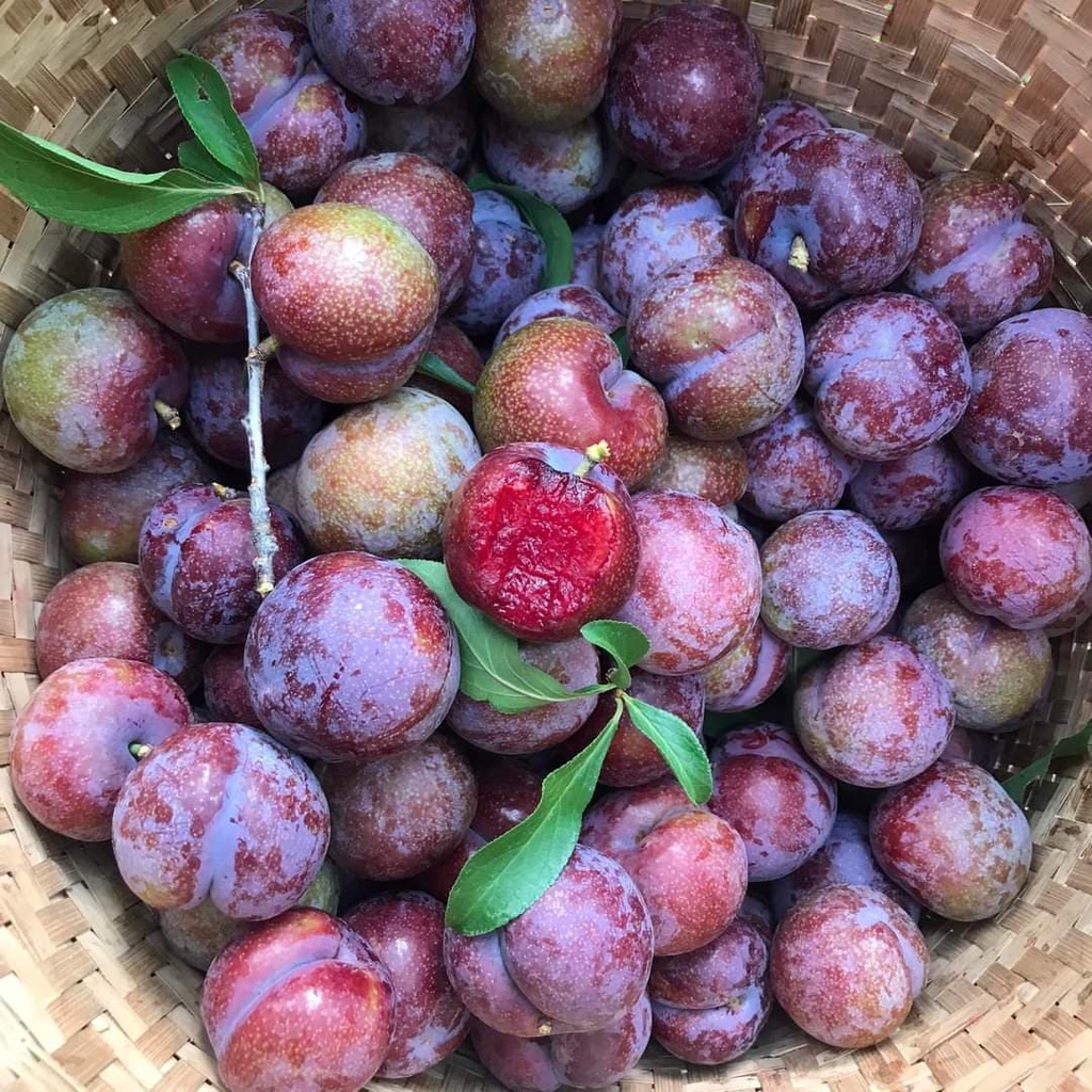 🍒 ลูก​พลัม​ ลูกไหนเนื้อแดง ปลอดสาร คละไซส์ 1 กก.ผลไม้สด จากดอยอ่างขาง เชียงใหม่