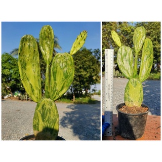 เสมาด่าง opuntia 1 ต้น (ปลูกไว้ในกระถาง8นิ้ว)​ Cactus แคคตัส กระบองเพชร ไม้อวบน้ำ ไม้กราฟ ราคาถูก​ ไม้ด่าง ตอด่าง