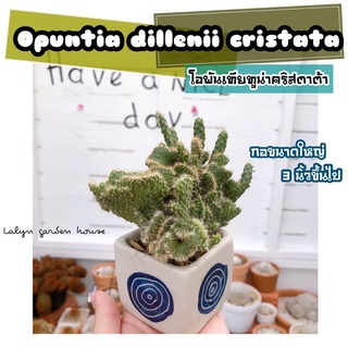 🐟🌵โอพันเทียทูน่า(คริสตาต้า) สายคริสต้องสะสมนะคะ เพราะน้องจะแตกเป็นคริสและเป็นต้นเต็มกระถาง 🌵🐟 opuntia dillenii cristata