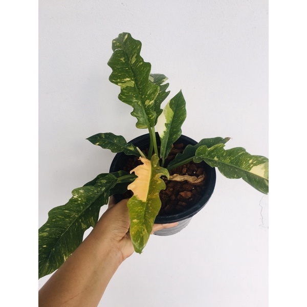 ต้นฟิโลใบเลื้อยด่าง Philodendron ring of fire