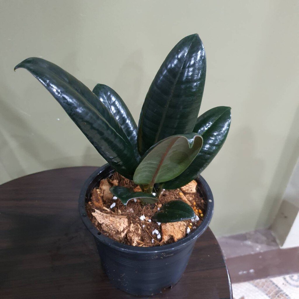 ยางอินเดีย ยางอินเดียใบดำ ยางอินเดียดำ ในกระถางพร้อมตั้ง ขนาด 4 นิ้ว สูง 20-25 ซม.