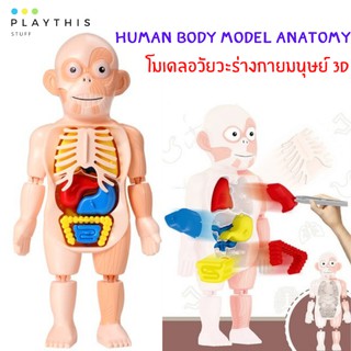 ของเล่นเด็ก Human Body Model Anatomy โมเดลอวัยวะร่างกายมนุษย์ 3D ออกแบบสมจริงเหมาะแก่การเรียนรู้ [W603]