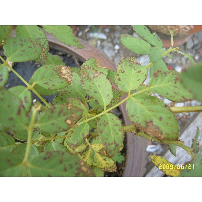 แคปแทน 50 หัววัว ขนาด 1 กก 💥 แคปทาไซด์ แคปแทน แคปทาไซด์ 50 สารป้องกันเชื้อรา ยากันรา พร้อมส่งจ้า - รูปที่ 2