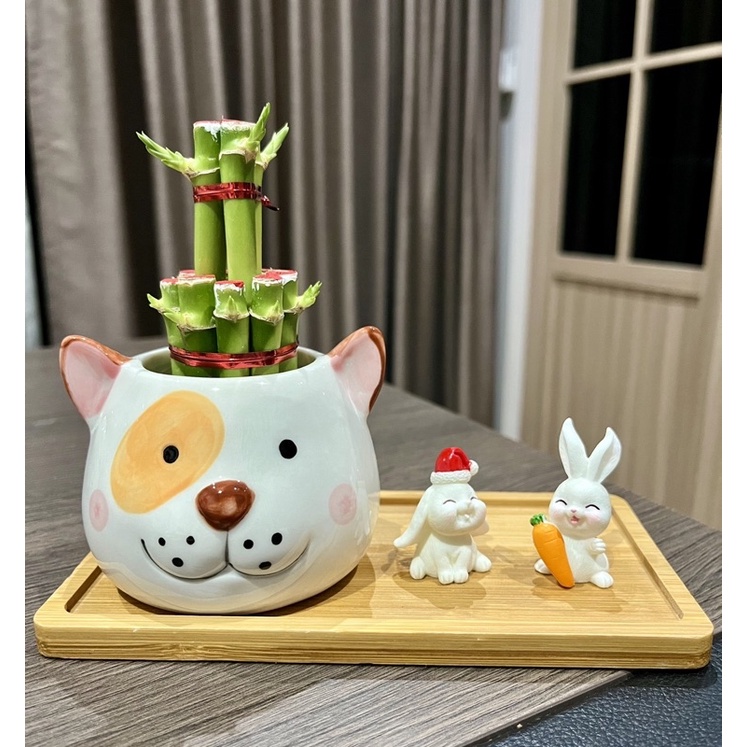ไผ่กวนอิม + กระถางเซรามิกขนาด 3 นิ้ว + ถาดรองไม้ + ตุ๊กตาตกแต่ง + เม็ดดินเผาตกแต่ง #Minimal28