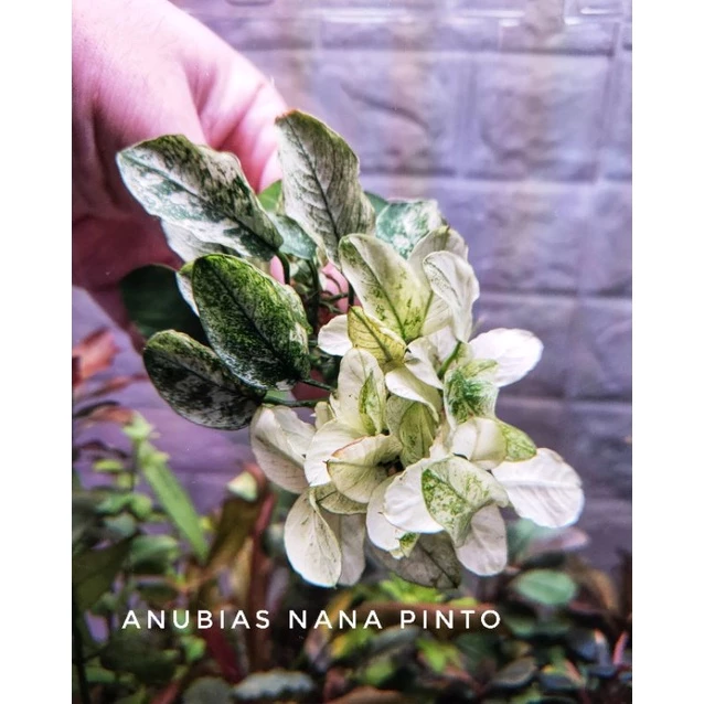 anubias Nana pinto, nana white ใบน้ำ 💯% ตัดยอดจากต้นแม่มาขาย