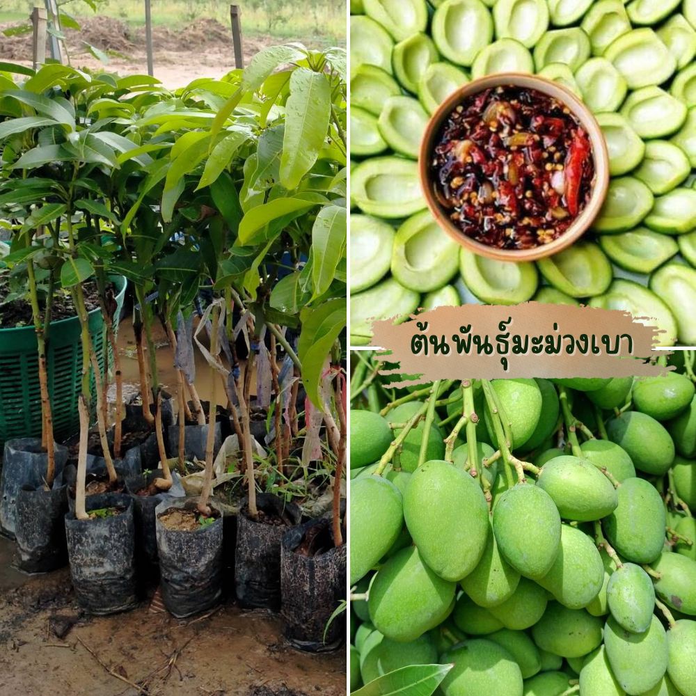 ต้นกล้ามะม่วงเบา เสียบยอดโตเร็ว ผลดก ปลูกปีกว่าๆ ก็ออก ผลเนื้อแน่น มีความกรอบ มีรสเปรี้ยว สินค้ามีพร้อมส่ง
