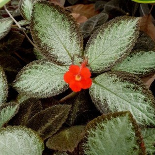 Episcia(ดอกสีแดง)กระถาง4นิ้ว