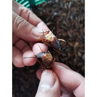 ดักแด้1kgกับจิ้งหรีดไข่1kg​ฟรีค่าลังโฟมครับ​