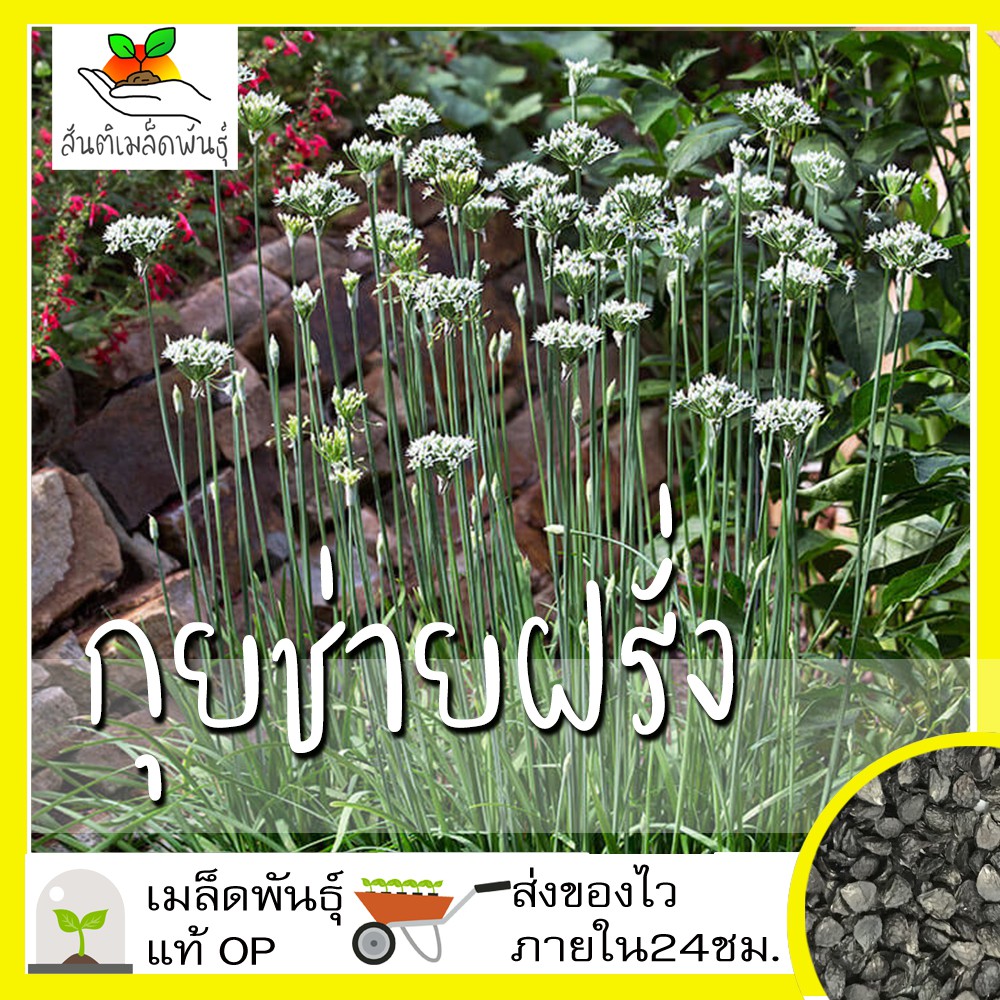 เมล็ดพันธุ์ กุยช่ายฝรั่ง 300 เมล็ด Garlic Chives Seed เมล็ดพันธุ์แท้ นำเข้าจากต่างประเทศ ปลูกผัก สวนครัว ถูกดี เพาะง่าย