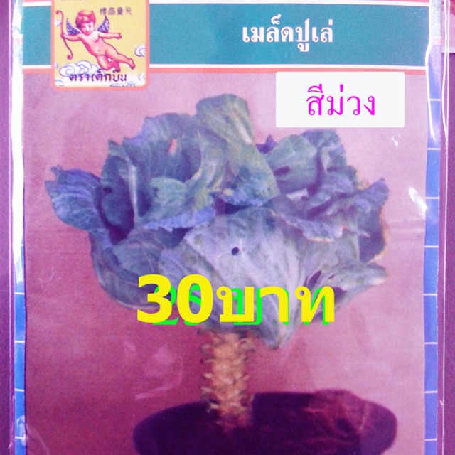 ปูเล่ สีม่วงใบใหญ่ (ประมาณ 70 เมล็ด)