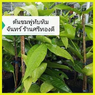 ต้นชมพู่ทับทิมจันทร์แบบกิ่งตอน