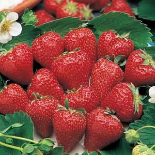 เมล็ดพันธุ์ Strawberry สายพันธุ์ Surecrop 50 เมล็ด เมล็ดพันธุ์นำเข้าจาก ยุโรป