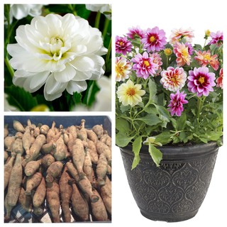 รักเร่ Dahlia สายพันธุ์ White Onesta นำเข้าจากเนเธอร์แลน หัวสดใหม่ 1 หัว/ออเดอร์