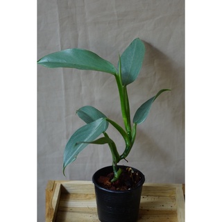 ฟิโลดาบเงิน  ( Philodendron Hastatum Silver Sword)