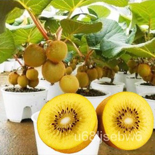 (อินทรีย์ เมล็ด)เมล็ดพันธุ์กีวีสีทอง kiwi นำเข้าถูกที่สุด 9 บ.20 เมล็ดงอกง่ายโตไว☘️ลูกดกทานอร่อย 1ZFV