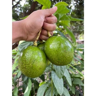 Avocado อะโวคาโดไทย โดย จาวสวน AV 1 กิโลกรัม 59 บาท