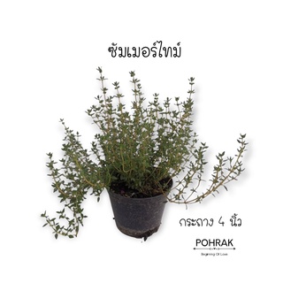 ซัมเมอร์ไทม์ Summer Thyme  *ซื้อ 10 แถม 1 คละชนิดได้ #ไทม์ #สมุนไพรฝรั่ง #เพาะรักษ์