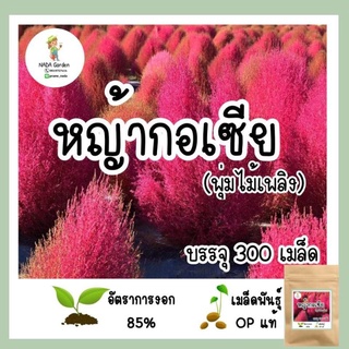 เมล็ดพันธุ์ หญ้ากอเซีย(พุ่มไม้เพลิง) 300เมล็ด