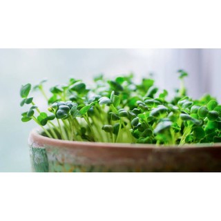 เมล็ด ไมโครกรีน Broccoli Microgreen จำนวน 100 เมล็ด